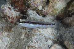 Asterropteryx striata