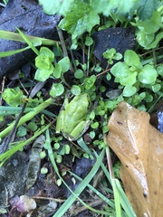 Hyla intermedia perrini