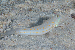Valenciennea puellaris