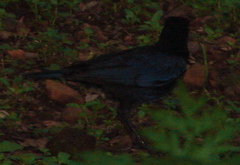 Myophonus horsfieldii