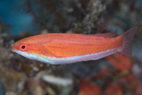 Redtail flasher (Paracheilinus rubricaudalis) — Labridae