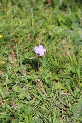 Erodium fumarioides