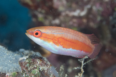 Paracheilinus rubricaudalis