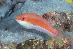 Paracheilinus rubricaudalis