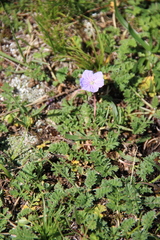 Erodium fumarioides