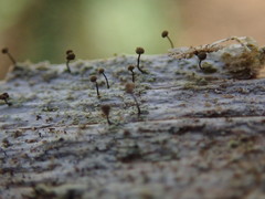 Chaenotheca stemonea