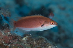 Cirrhilabrus punctatus