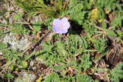 Erodium fumarioides