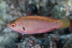 Cirrhilabrus punctatus