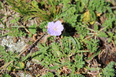 Erodium fumarioides