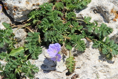 Erodium fumarioides
