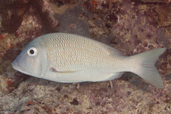 Lethrinus atkinsoni