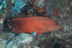 Cephalopholis urodeta