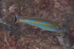 Pseudojuloides splendens