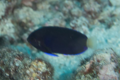 Centropyge fisheri