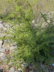 Magnoliopsida
