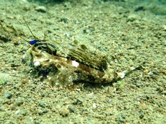 Dactylopus dactylopus