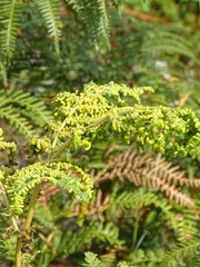 Eriophyes quadrifidus
