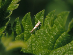 Phyllonorycter roboris