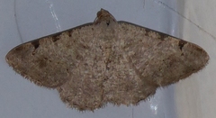 Digrammia pervolata