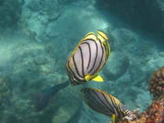 Chaetodon meyeri
