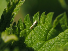 Phyllonorycter roboris