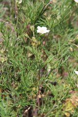 Erodium stevenii