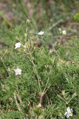 Erodium stevenii