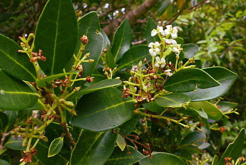 Azorean Picconia