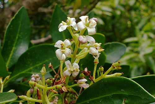 Azorean Picconia