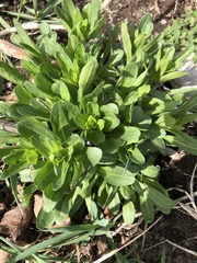 Thlaspi arvense