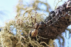 Pityohyphantes cristatus