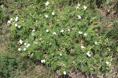 Erodium stevenii