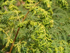 Eriophyes quadrifidus