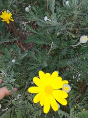 Argyranthemum maderense