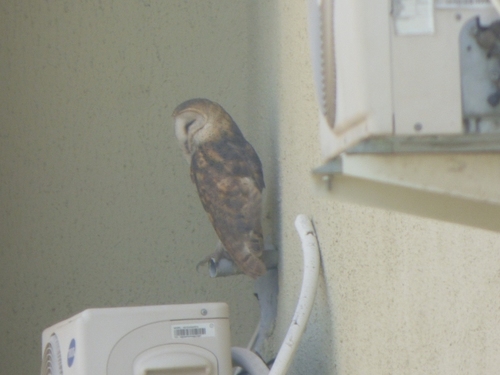 Western Barn Owl
