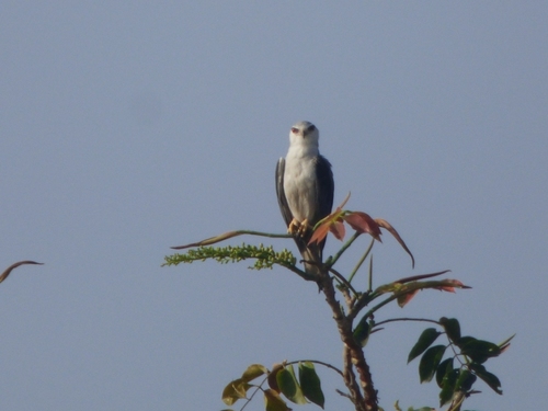African Black-winged Kite