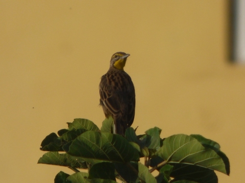 Yellow-throated Longclaw