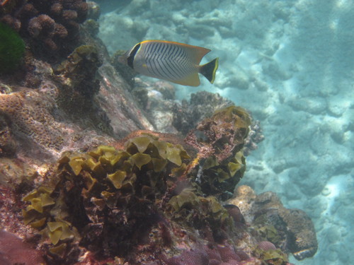 Chaetodon trifascialis