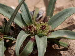 Gymnarrhena micrantha