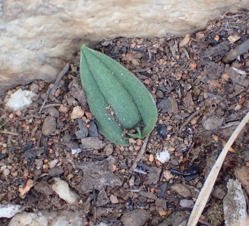 Image of Drimia platyphylla by (c) Nicola van Berkel, some rights reserved (CC BY-SA)