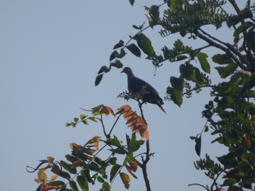 Red-eyed Dove