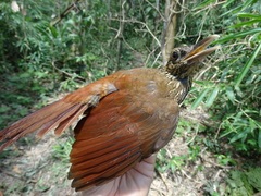 Dendrocolaptes picumnus