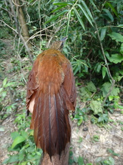 Dendrocolaptes picumnus