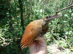 Dendrocolaptes picumnus