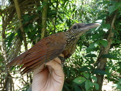 Dendrocolaptes picumnus