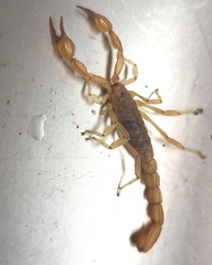 Mesomexovis oaxaca