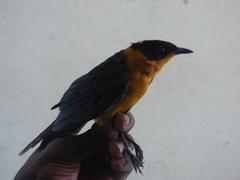 Cossypha niveicapilla