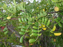 Image of Vachellia choriophylla
