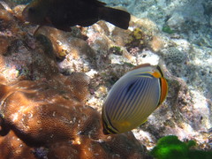 Chaetodon trifasciatus